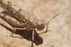 Sphingonotus caerulans