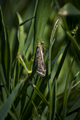 Loxostege sticticalis