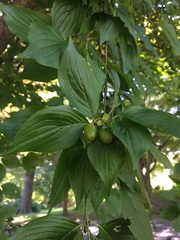 Cornus