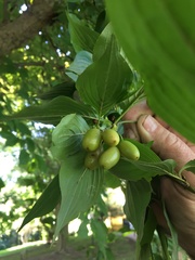 Cornus