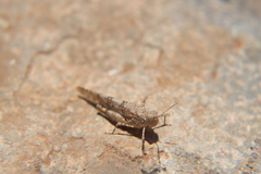 Sphingonotus caerulans