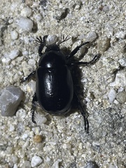 Pelidnota lugubris