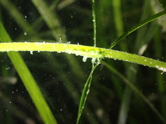 Hancockia uncinata
