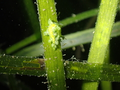 Hancockia uncinata