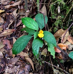 Impatiens pyrrhotricha