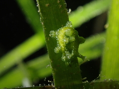 Hancockia uncinata