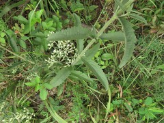 Eupatorium album