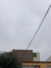 Parabuteo unicinctus