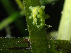 Hancockia uncinata