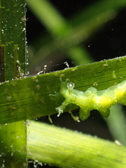 Hancockia uncinata