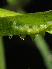 Hancockia uncinata