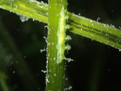 Hancockia uncinata