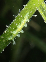 Hancockia uncinata