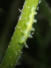 Hancockia uncinata