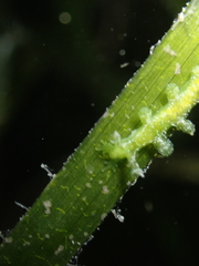 Hancockia uncinata