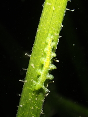 Hancockia uncinata