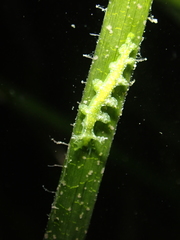 Hancockia uncinata