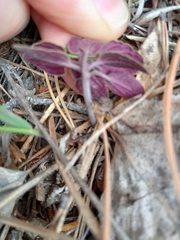 Dracocephalum nutans