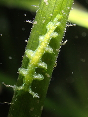 Hancockia uncinata
