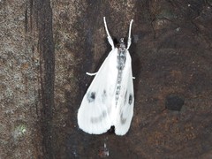 Cliniodes ostreonalis