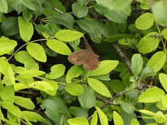 Cercyonis pegala nephele