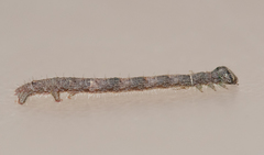 Campaea perlata
