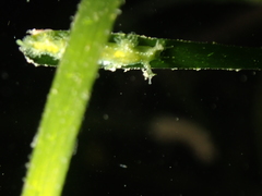 Hancockia uncinata