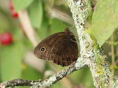 Cercyonis pegala nephele