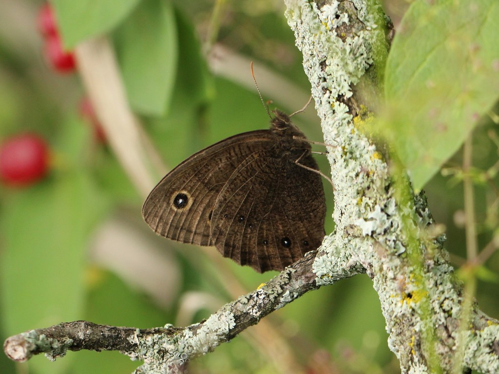 Common Wood-nymph