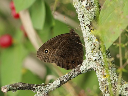 Common Wood-nymph