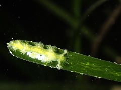 Hancockia uncinata