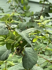 Bombus impatiens