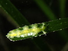 Hancockia uncinata