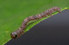 Campaea perlata