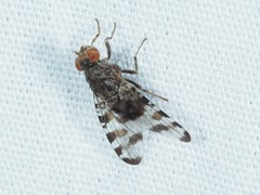 Pseudotephritis