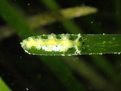 Hancockia uncinata