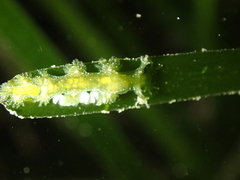 Hancockia uncinata
