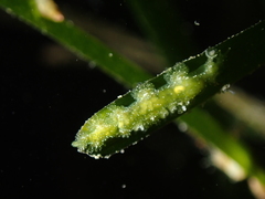 Hancockia uncinata