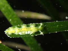 Hancockia uncinata