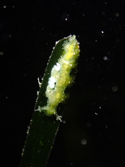 Hancockia uncinata