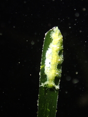 Hancockia uncinata