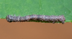 Campaea perlata