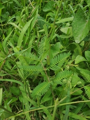 Neptunia oleracea