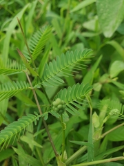 Neptunia oleracea