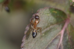 Camponotus albosparsus