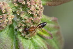 Camponotus albosparsus
