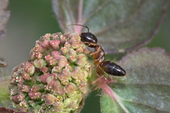 Camponotus albosparsus