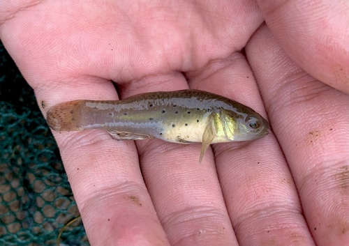 Knight goby (Stigmatogobius sadanundio) — Gobiidae — 3