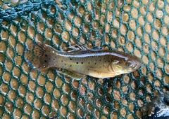 Stigmatogobius sadanundio