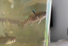 Stigmatogobius sadanundio